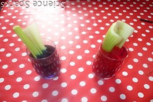 Changing colour flowers Science sparks