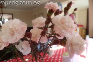 Changing colour flowers
