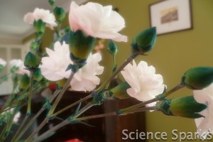 Changing colour flowers