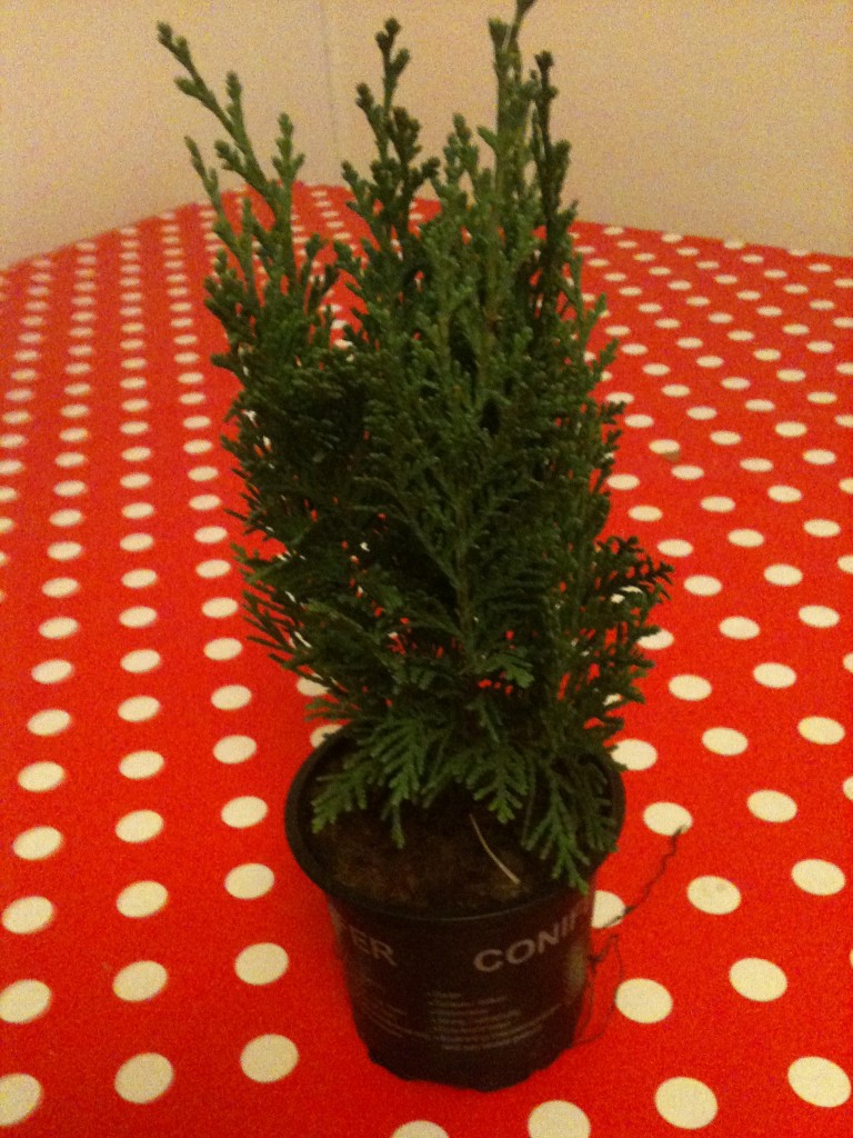 Christmas tree Investigating Christmas Trees Science Sparks