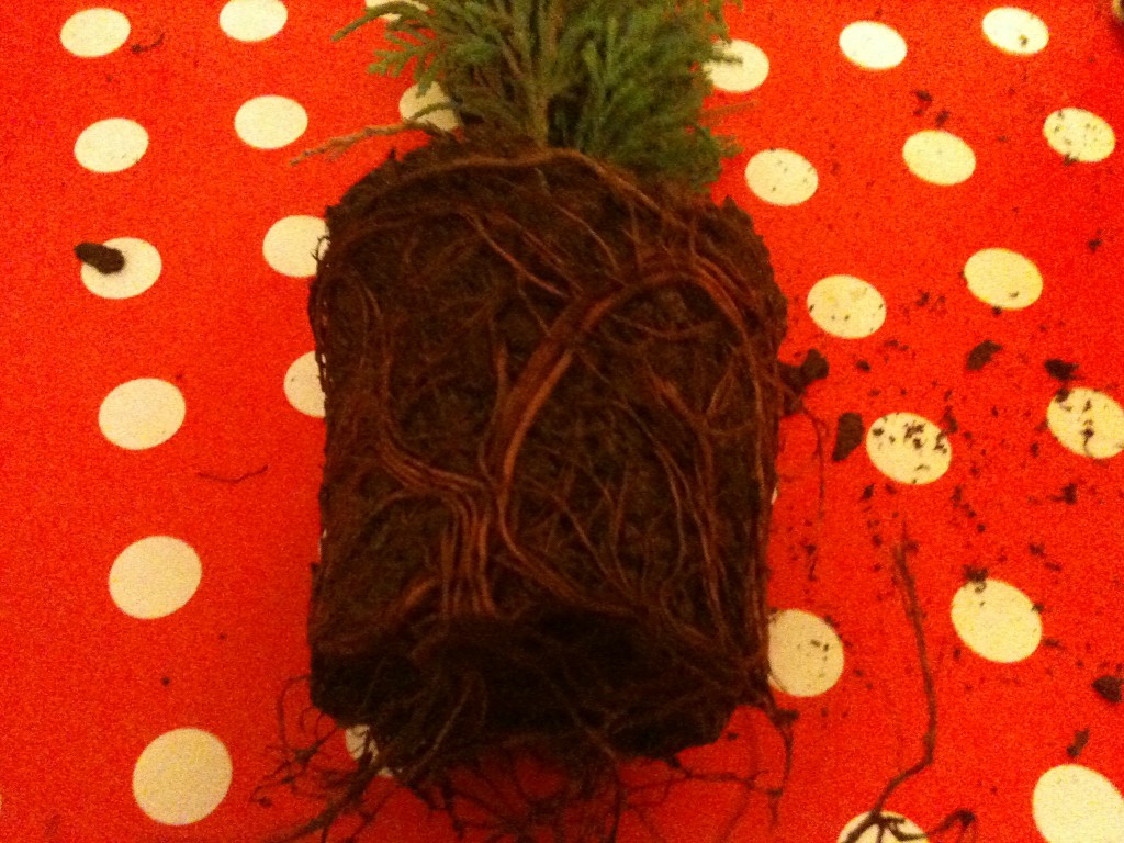 Investigating Christmas Trees Science Sparks