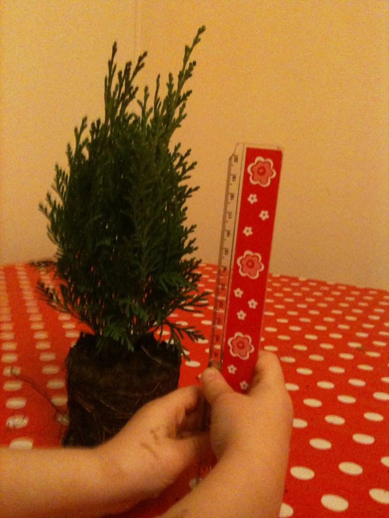 Investigating Christmas Trees Science Sparks