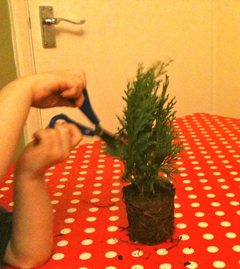 IMG_0430 Investigating Christmas Trees Science Sparks