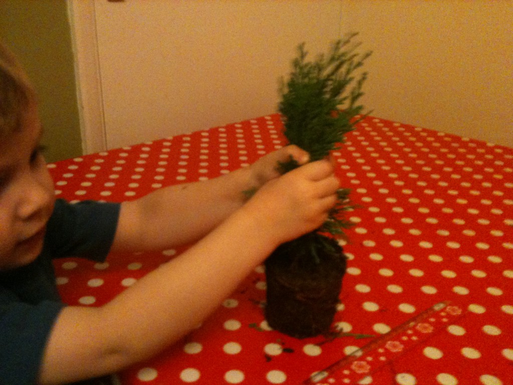 Investigating Christmas Trees Science Sparks