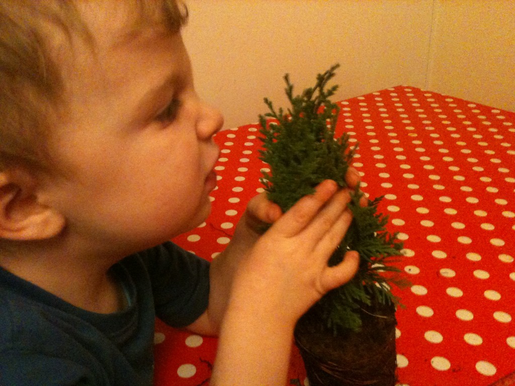 Investigating Christmas Trees Science Sparks