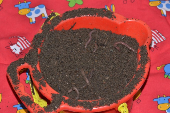 worms