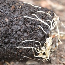 plant roots