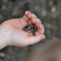 worm