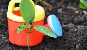 pea plant