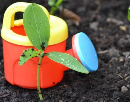pea plant