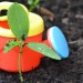pea plant