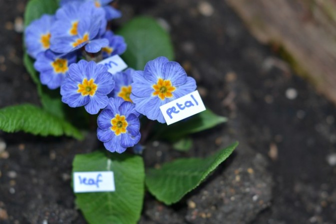 Early Years Science - Plant Science - Flower Shop