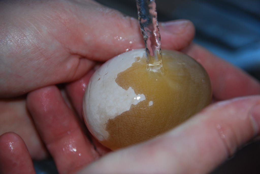 washing the shell from an egg aftre it has been soaked in vinegar
