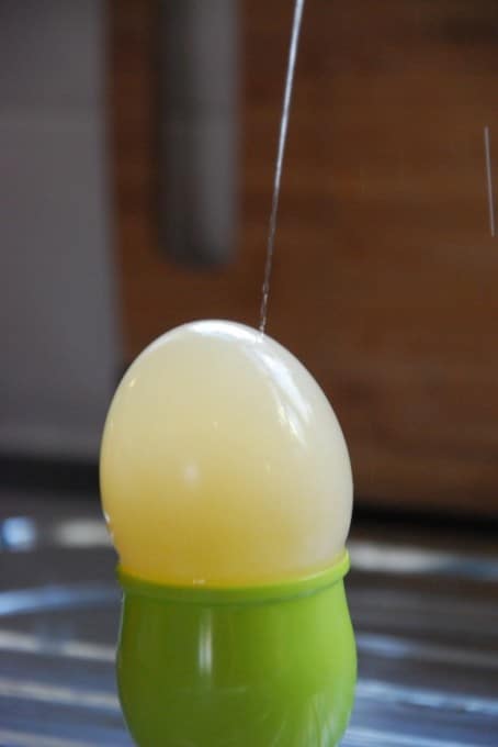 Swollen egg squirting water #osmosis