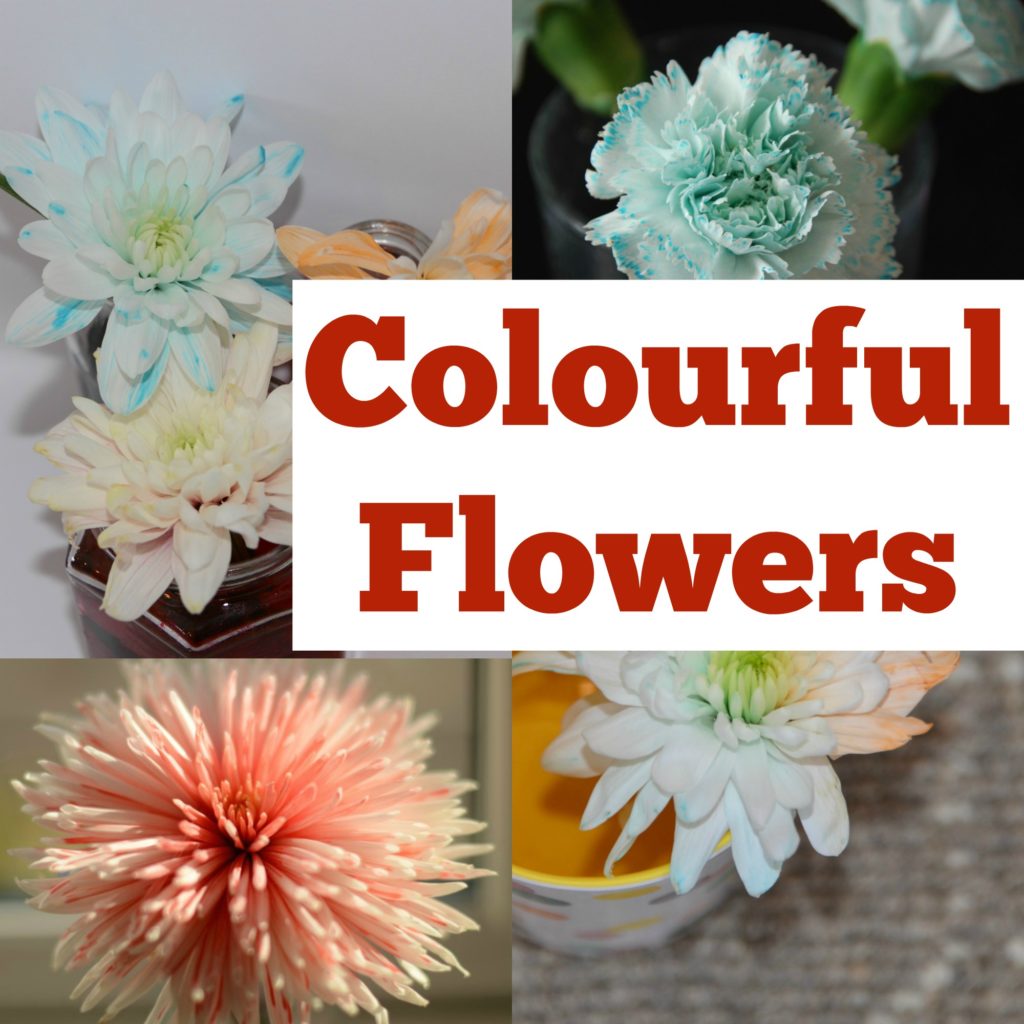 Colour Changing Flowers - 
 easy transpiration experiment for kids. Colourful plant science experiment for kids #plantscience #scienceforkids #transpiration Transpiration for kids
