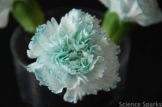 Transpiration flower - plant science for kids
