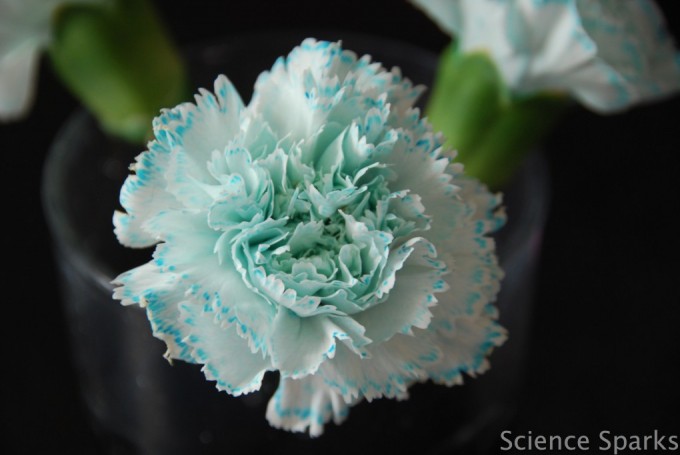 Una flor blanca con puntas azules en los pétalos después de haber sido dejada en una mezcla de colorante alimentario y agua.