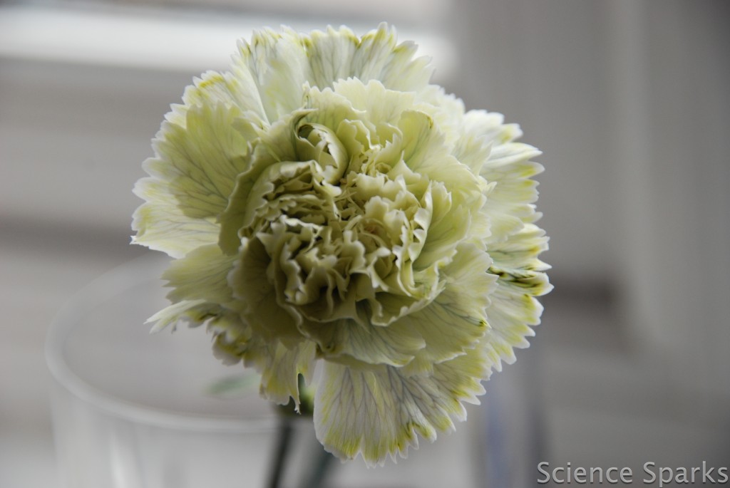 carnation coloured using food colouring to demonstrate transpiration. Easy plant science for kids