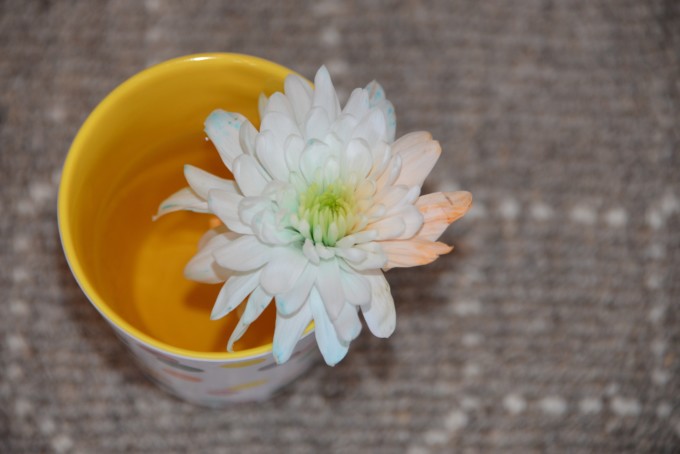 Multicoloured flower - transpiration experiment for kids