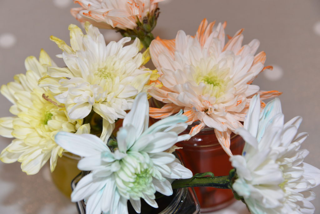 white carnations with coloured petals. The colour of the petals has changed because food colouring has travelled up the