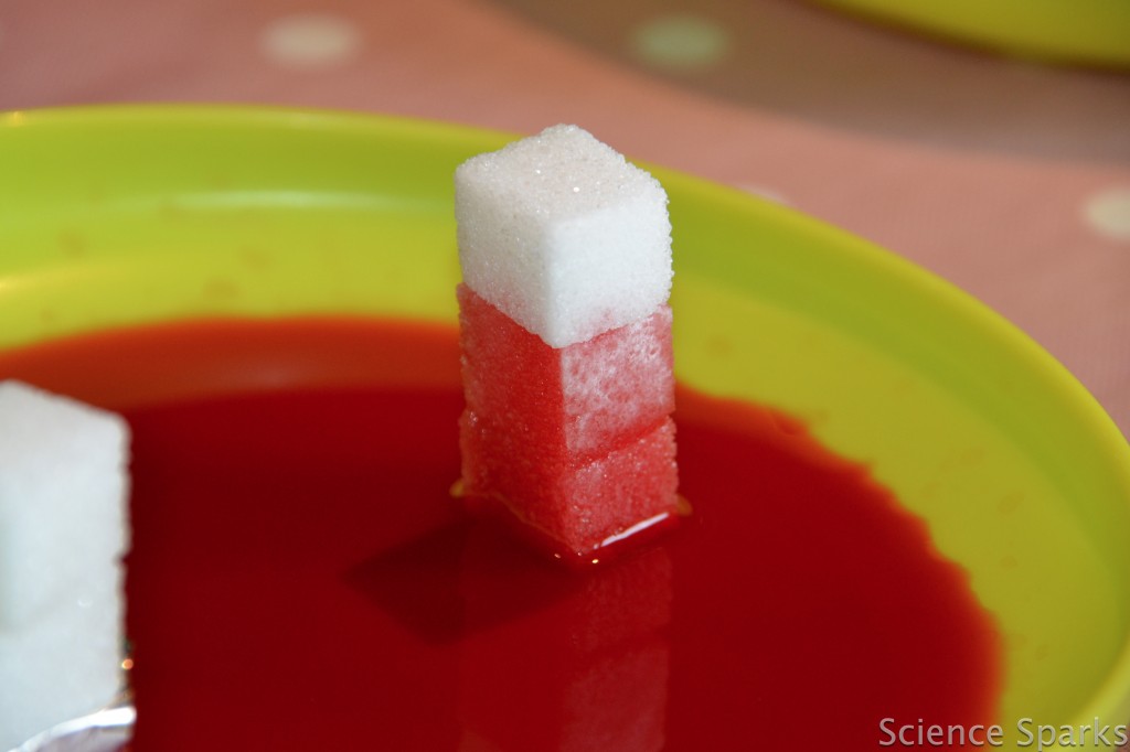 Absorbing experiment sugar cubes in red water as part of an absorbing experiment