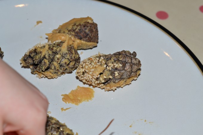 pine cone bird feeder