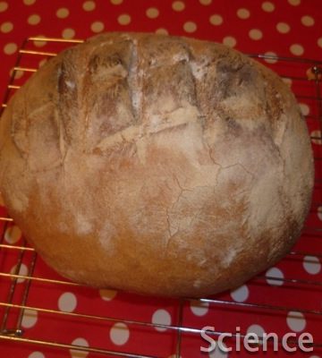 Making Bread -Respiration in action Science Sparks