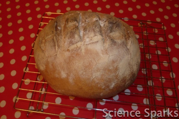 Making Bread -Respiration in action Science Sparks