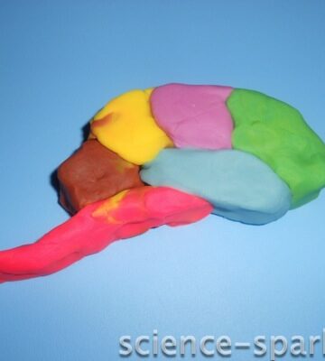 Make a play-dough brain, Science Sparks