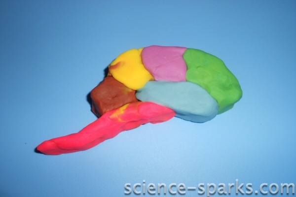 Make a play-dough brain, Science Sparks