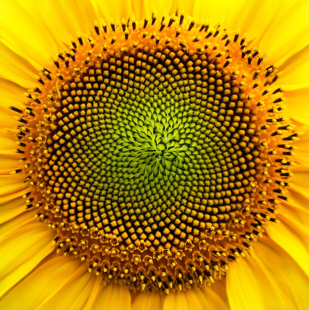 fractals in a sunflower