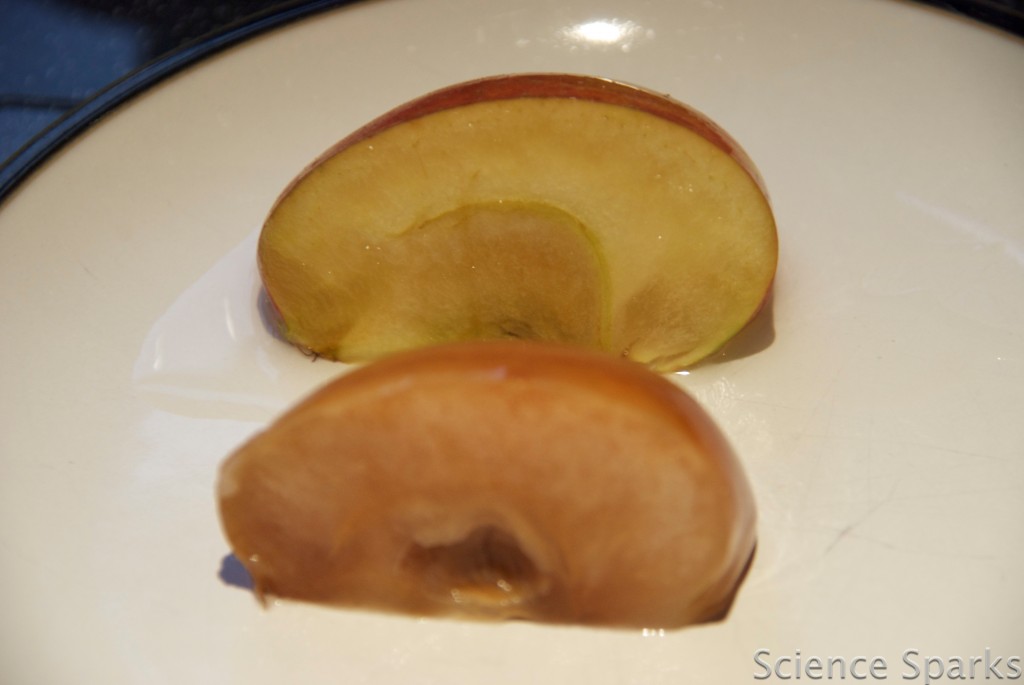 Apple rotting experiment - apples left in vinegar