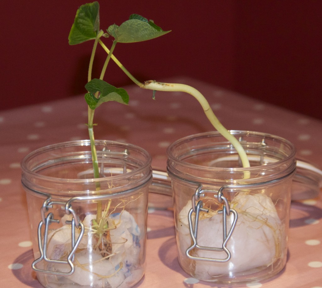Two bean plants grown in a jar for a science experiment
