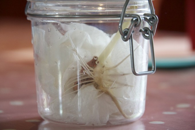 Bean plant in a jar showing the roots after germination
