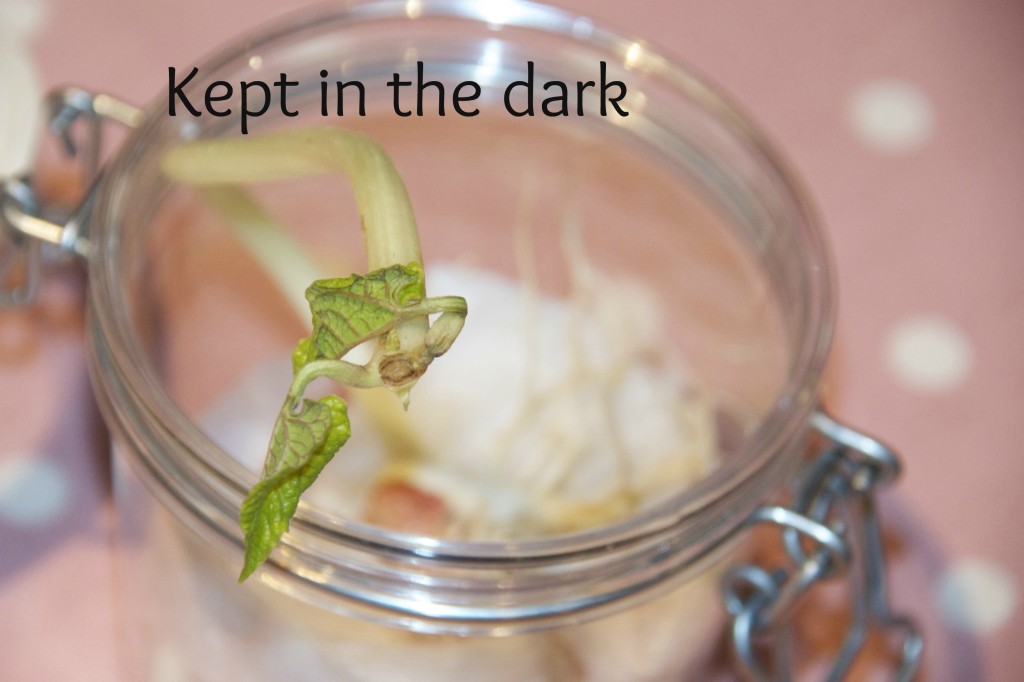 Bean in a Jar grown in the dark - plant science for kids