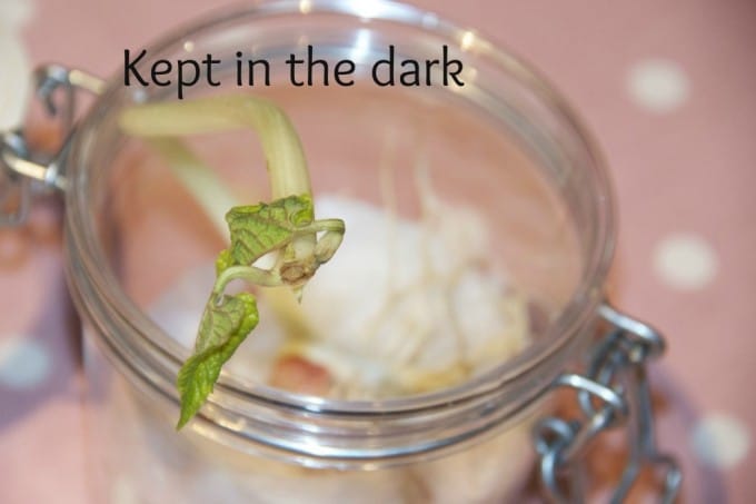bean grown in the dark - plant science for kids