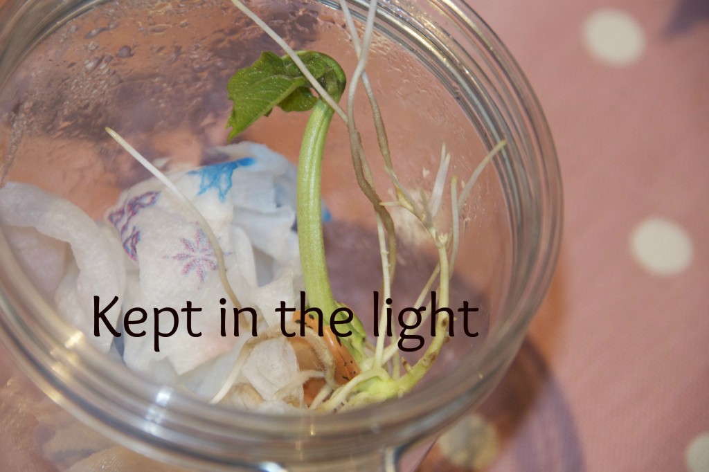 bean in a jar - bean plant kept in the light 