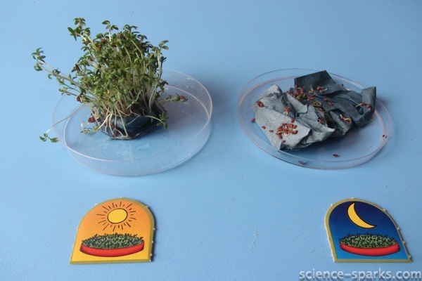 Little Labs Plant Science Kit Review, Science Sparks