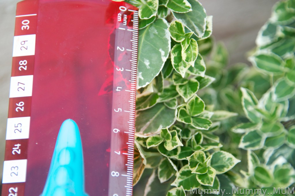 a ruler and a plant for a measuring activity