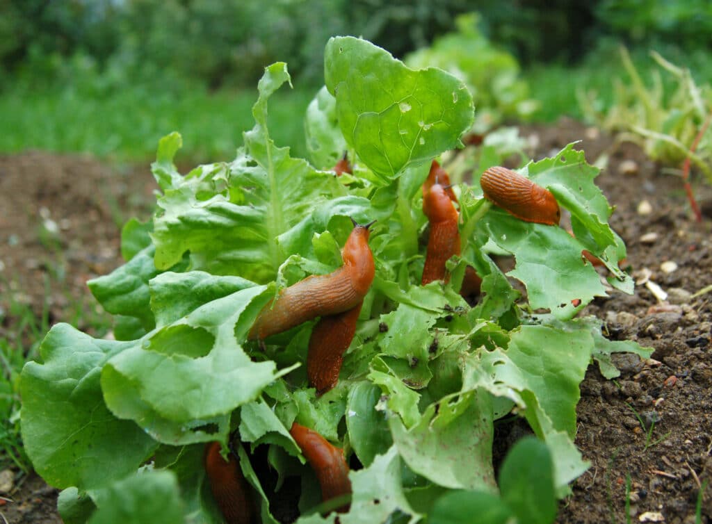 slugs munching on plants