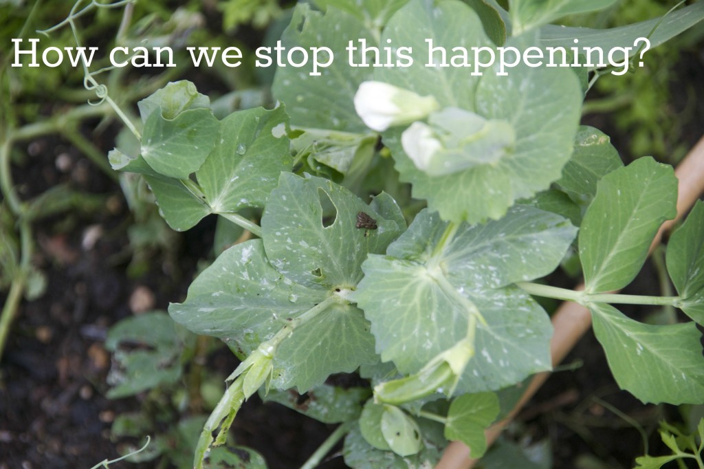 Image of holes in plants from slugs eating them