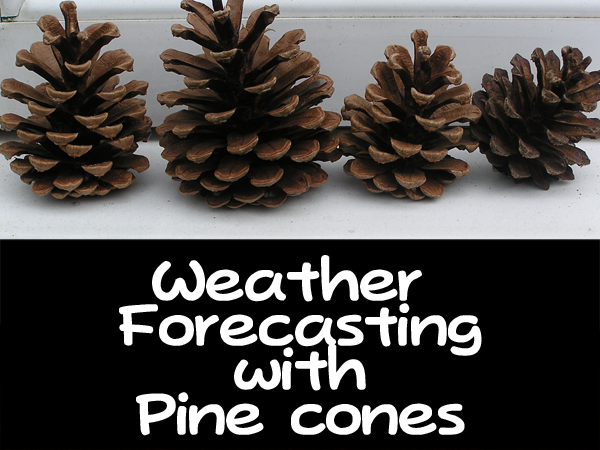 pine cones sitting on a windowsill as part of a pine cone weather station