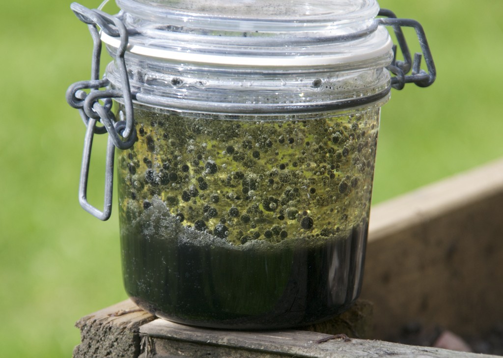 DIY lave lamp made with water, black food colouring and oil. Image shows black bubbles rising up through the oil to the surface.