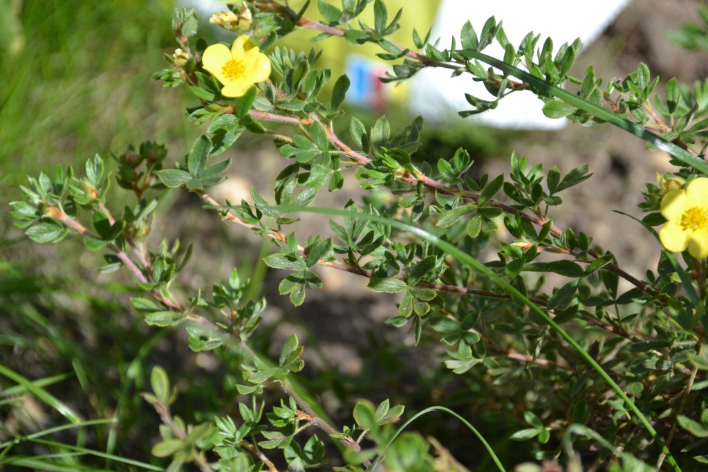 preschool plant activity