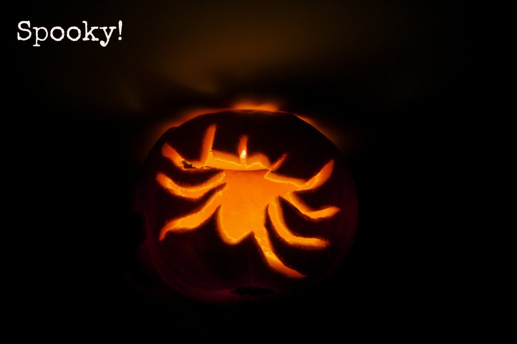 Halloween pumpkin with a spider carved into it