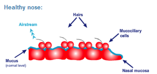 healthynose diagram of the inside of a healthy nose showing the airstream and mucus cells.
