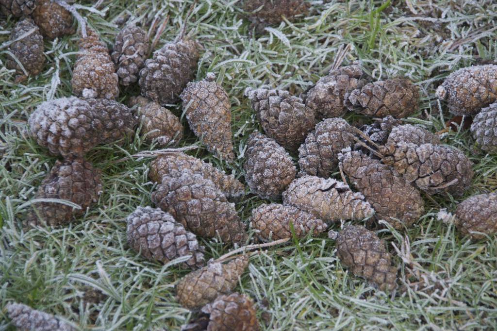 Frost on pinecones