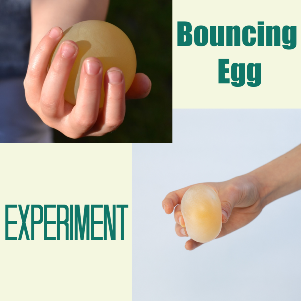 Bouncing Egg Experiment - remove the shell from an egg with vinegar and watch it bounce! #scienceforkids