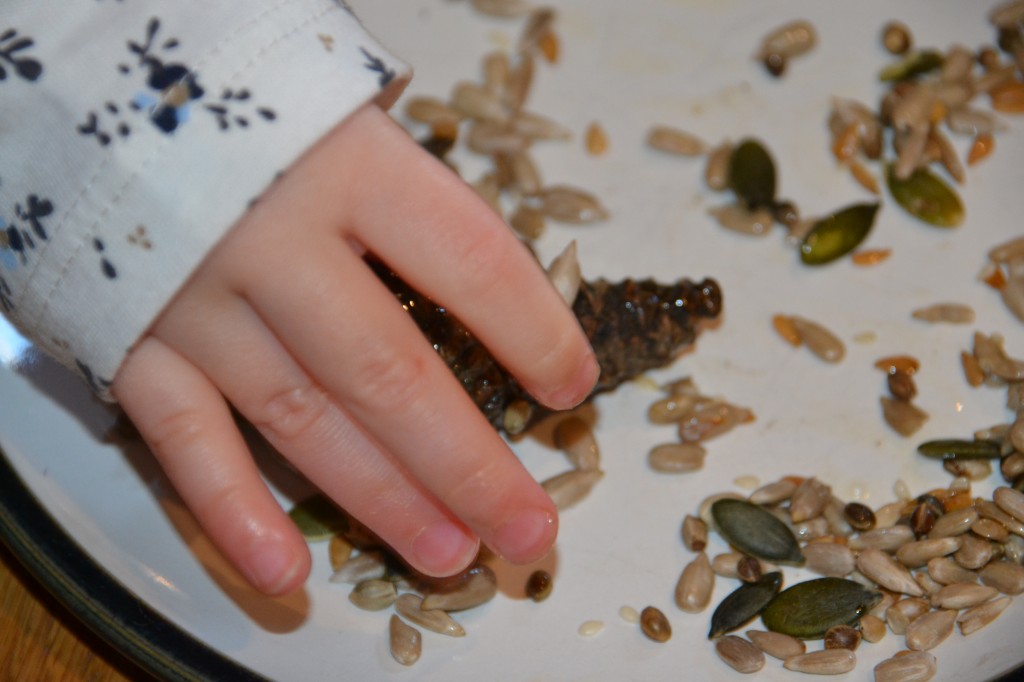 Pine cone bird feeder - autumn science for kids