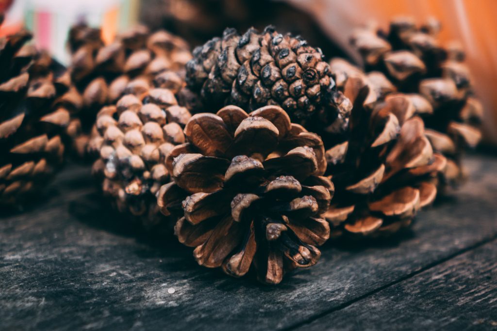 Pinecones for a homemade bird feeder